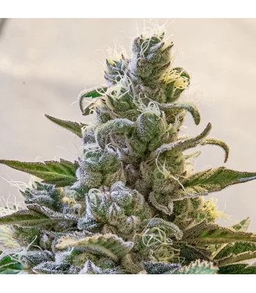 Auto Lemon Cake - High Speed Buds. 
