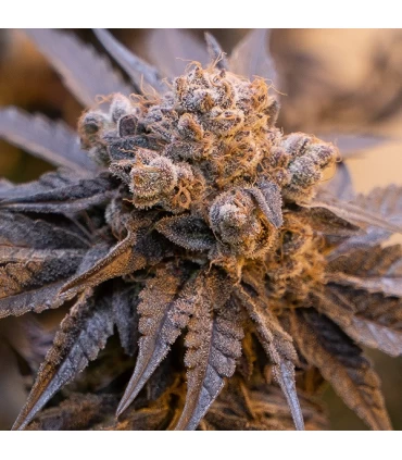 Auto Purple Punch - High Speed Buds. 