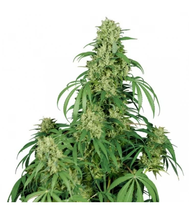 Auto Calamity Jane - Buddha Seeds.