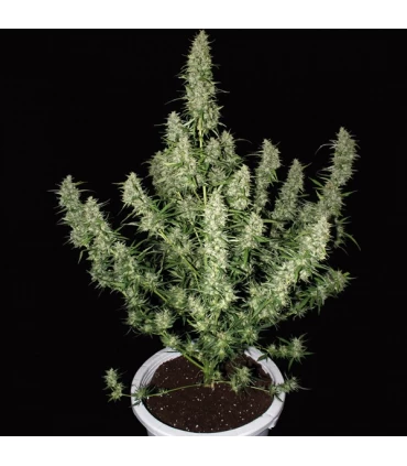 Auto Magnum  - Buddha Seeds.