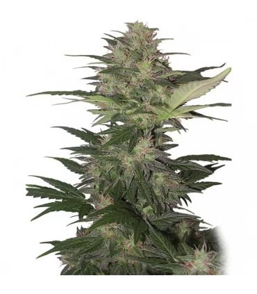 Auto Red Dwarf  - Buddha Seeds.