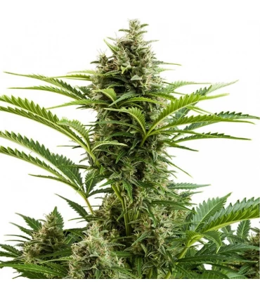 Auto Vesta - Buddha Seeds.