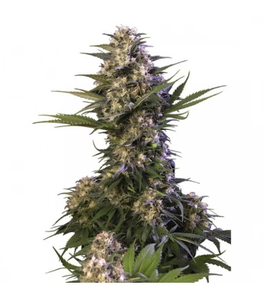 Kraken - Buddha Seeds.