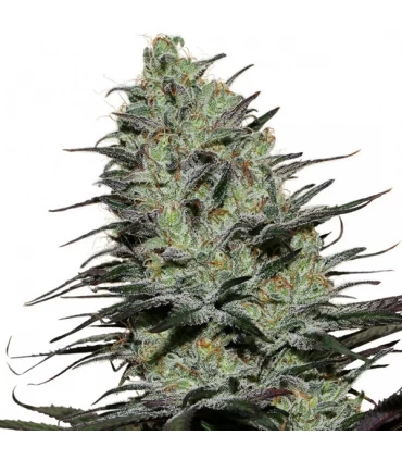 Morpheus - Buddha Seeds.