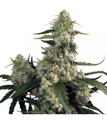 Quasar - Buddha Seeds.