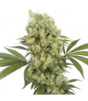 Medikit CBD  - Buddha Seeds.