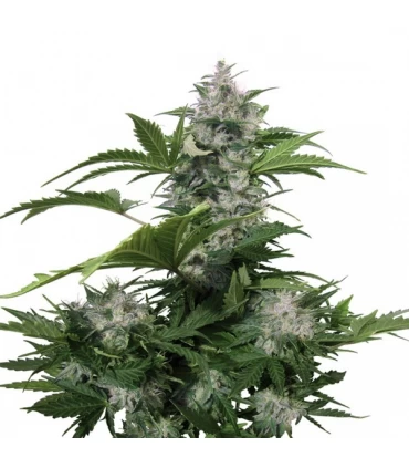 Auto White Dwarf  - Buddha Seeds.