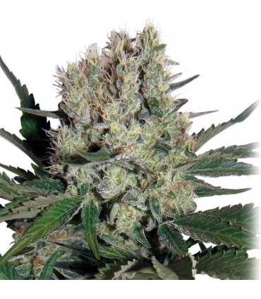 Auto Syrup - Buddha Seeds.