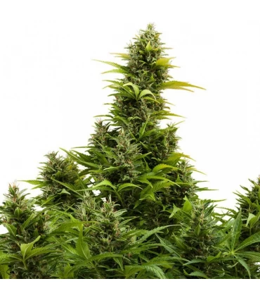Auto Medikit CBD  - Buddha Seeds.