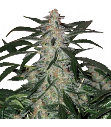 Auto Deimos - Buddha Seeds.