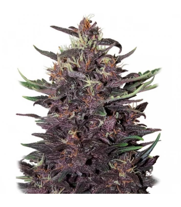 Auto Buddha Purple Kush - Buddha Seeds.