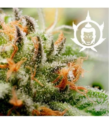 Auto Assorted  - Buddha Seeds.