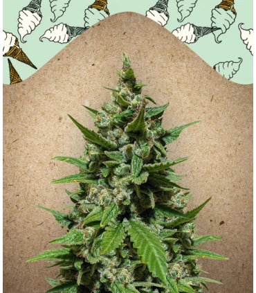 Auto Gelato - Female Seeds.
