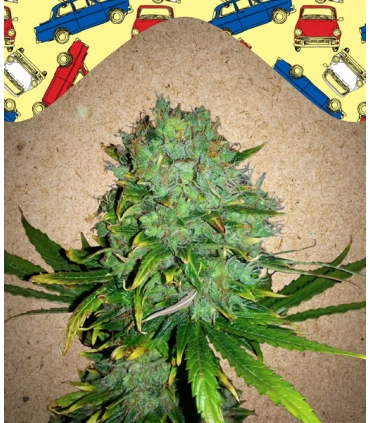 Auto NL - Female Seeds.