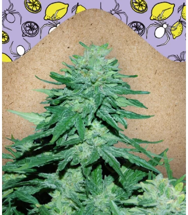 Auto White Widow x Big Bud - Female Seeds.