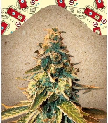Chem OG - Female Seeds.