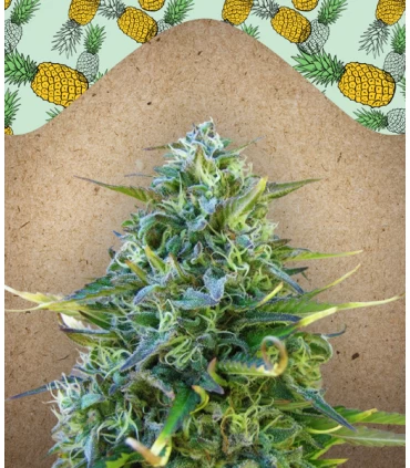 Critical Sour - Female Seeds.
