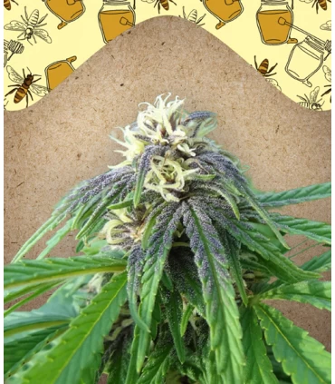 Easy Sativa - Female Seeds.