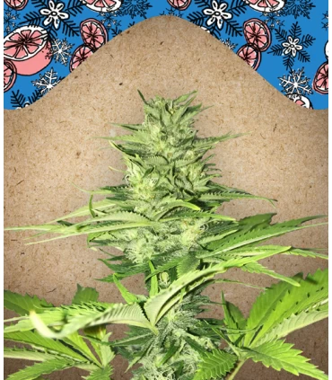 Iced Grapefruit - Female Seeds.
