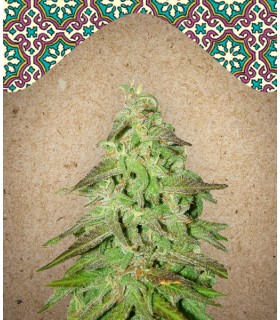 Maroc - Female Seeds.