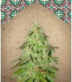 Maroc - Female Seeds.