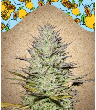 Outdoor Grapefruit - Female Seeds.