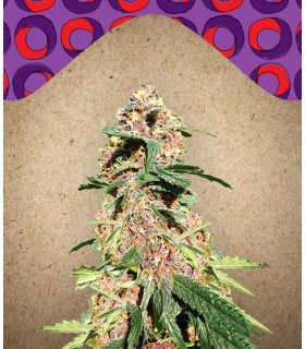 Red Purps - Female Seeds.