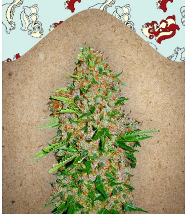 Skunk Special - Female Seeds.