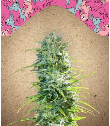 Sexbud - Female Seeds.
