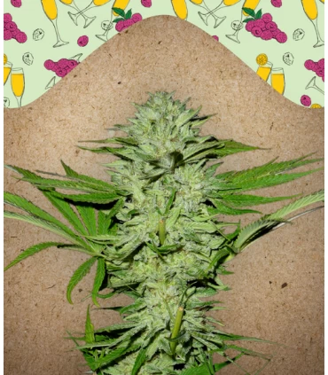 Mimosa Champagne - Female Seeds.