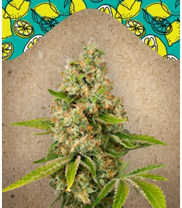 Lemon Kush - Female Seeds.