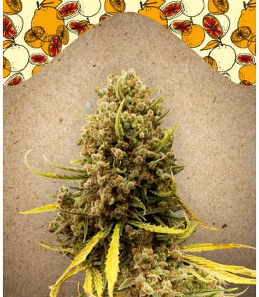 Grapefruit - Female Seeds.