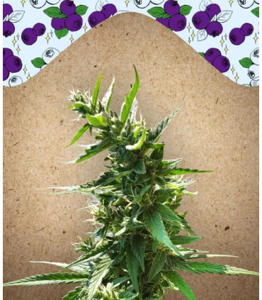 Dream Berry - Female Seeds.