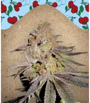 Cherry Pie - Female Seeds.