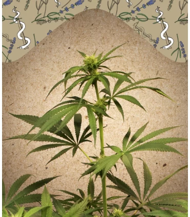 CBD Terra Italia - Female Seeds.