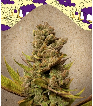 Blueberry Cheesecake - Female Seeds.