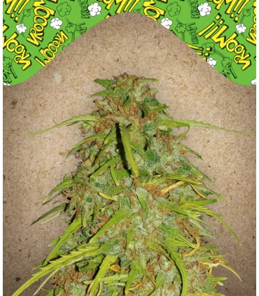 Auto Speed Bud - Female Seeds.