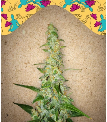 Auto Kush - Female Seeds.