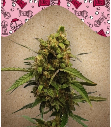 Auto Bubble - Female Seeds.