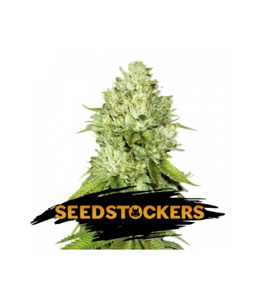 Pineapple - Seedstockers.