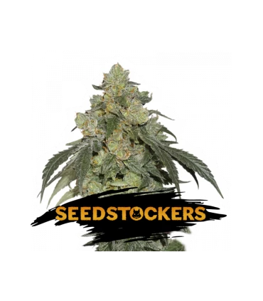 Cookies and Cream - Seedstockers.