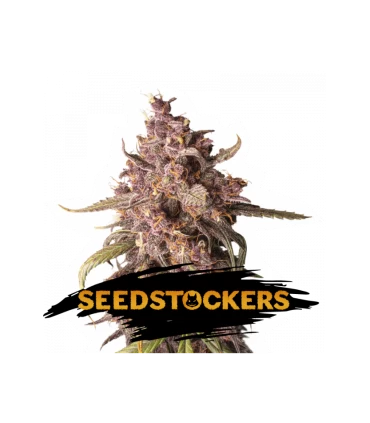 Auto Purple Punch - Seedstockers.