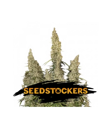 Auto White Widow - Seedstockers.