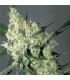 White Russian 11 u. reg. Serious Seeds