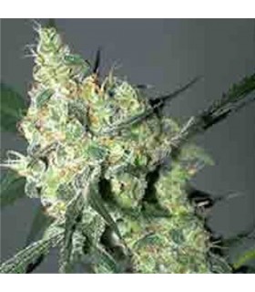 White Russian 11 u. reg. Serious Seeds