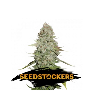 Gorilla Glue - Seedstockers.