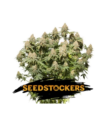 Moby Dick - Seedstockers.