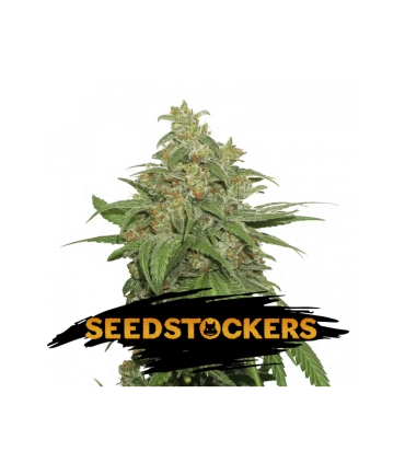 Auto AK420 - Seedstockers.