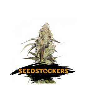 Runtz - Seedstockers.