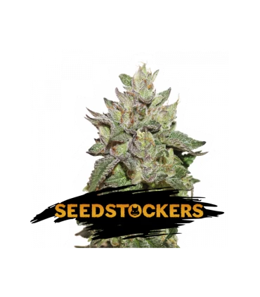 Wedding Cake - Seedstockers.
